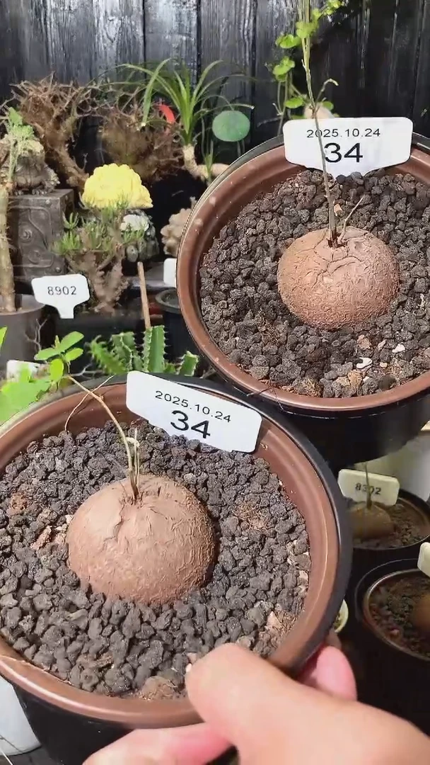 34号1024福利特价南非龟甲龙套餐