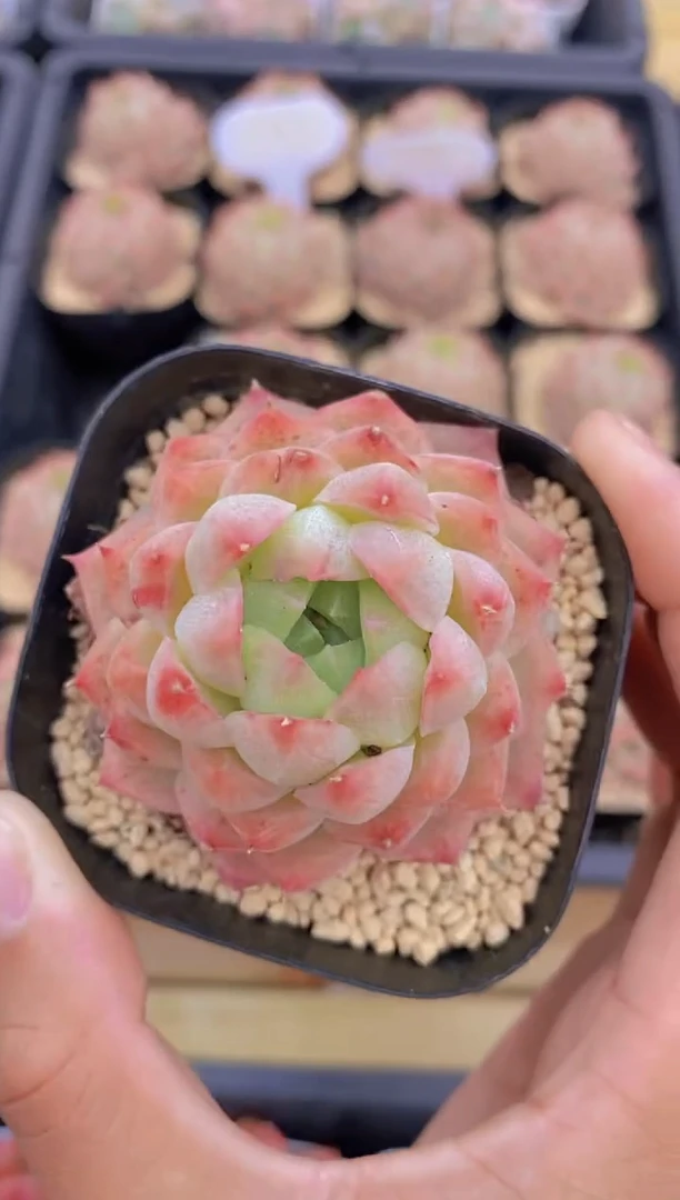 A70-粉花楹带盆土（量拍）