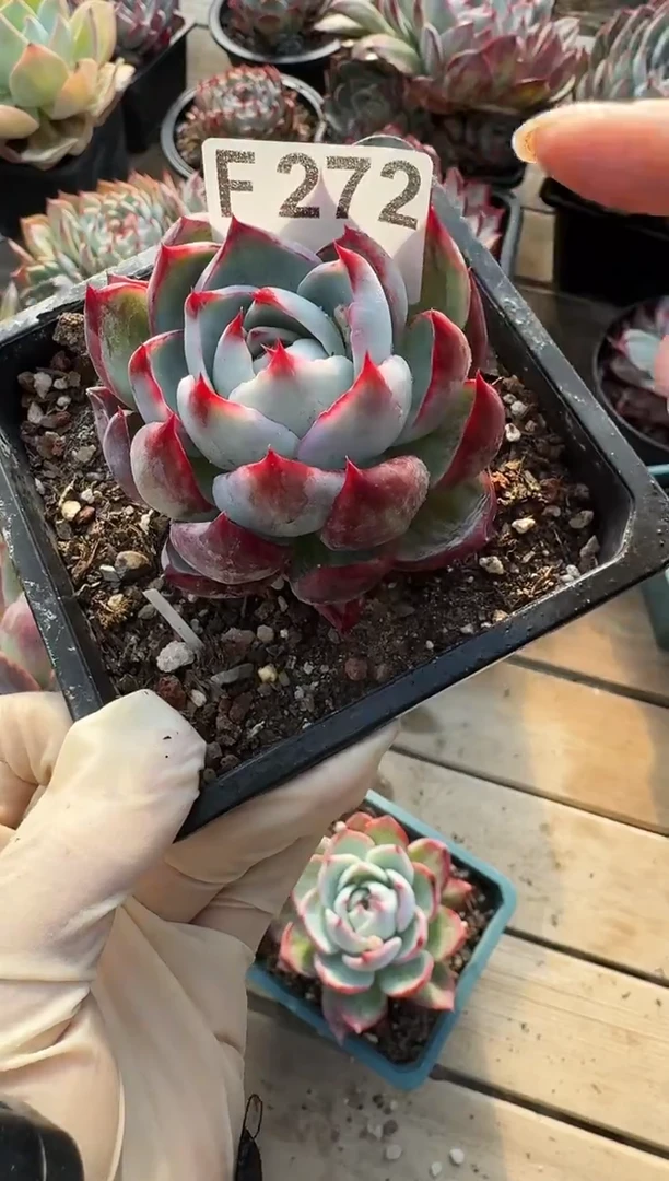 F272惊鸿仙子（裸根发货）