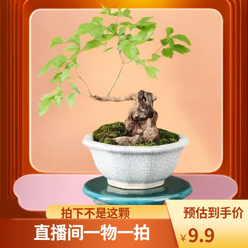 黄荆小盆景一物一拍简单易活