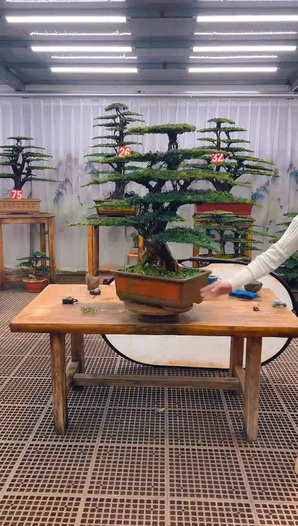 无花朵逛*看精品盆景直播间一物一拍