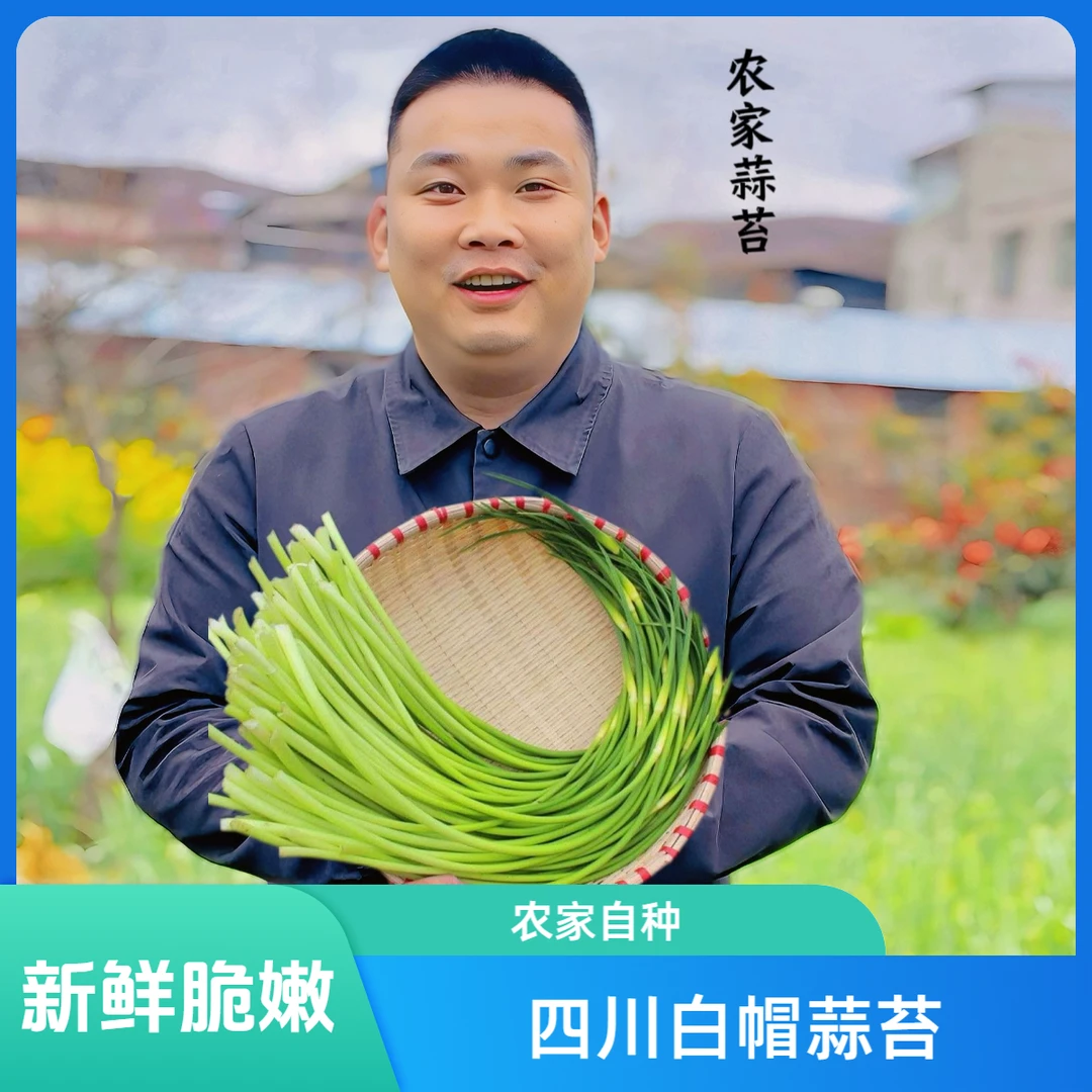 【正宗四川味】新鲜精品蒜苔批发蒜薹鲜嫩蒜苔正宗白帽长款蒜苔蒜苗