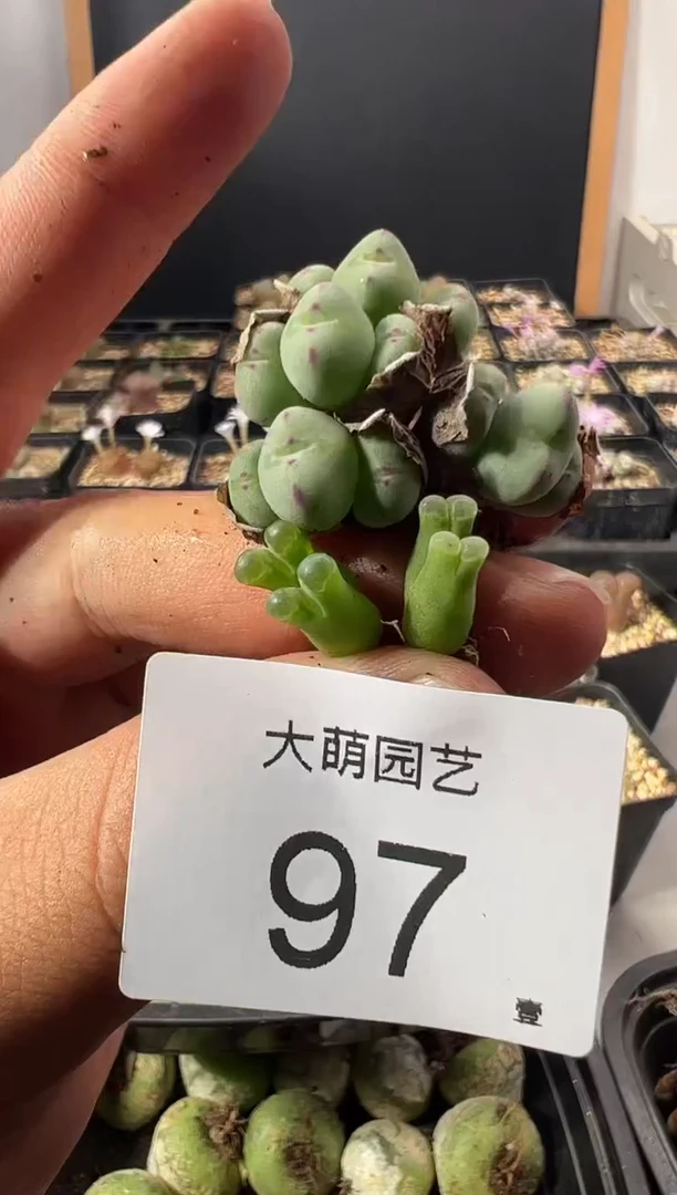 你****爱一物一拍          --97
