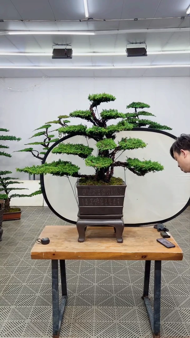 无花朵造型盆景篇一物一拍