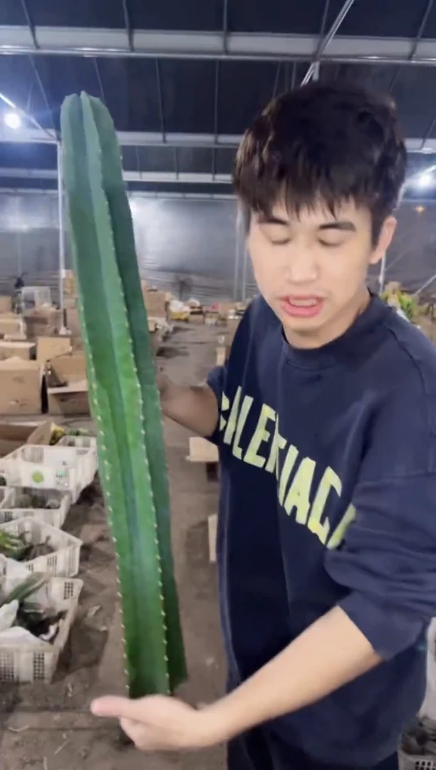 【闪购商品】50cm 量天尺【无根】