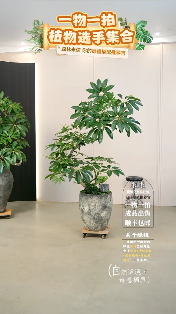 完全开放o****o日本进口保罗大叶伞种好栽好一整套送货上门