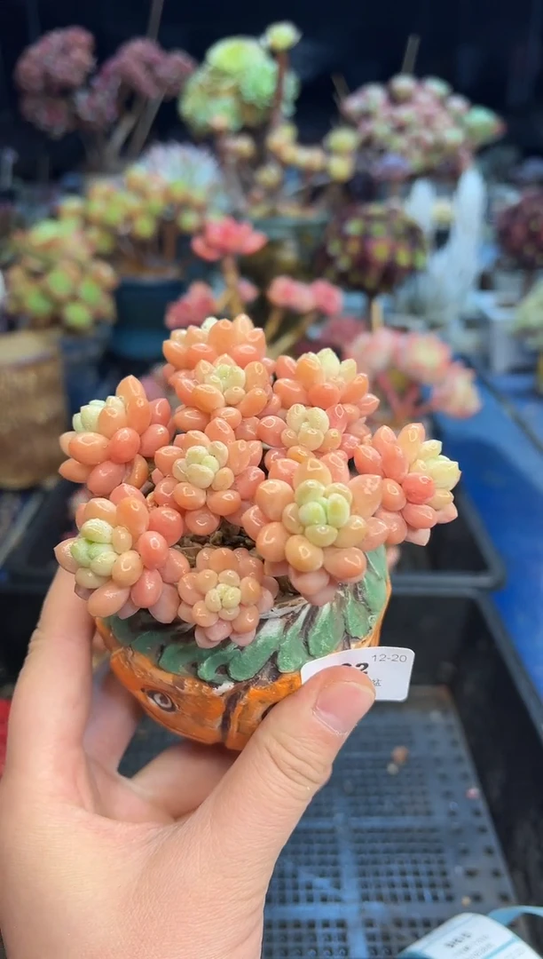 【闪购商品】962不带盆