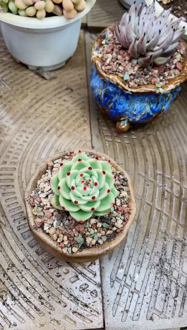 【闪购商品】21091