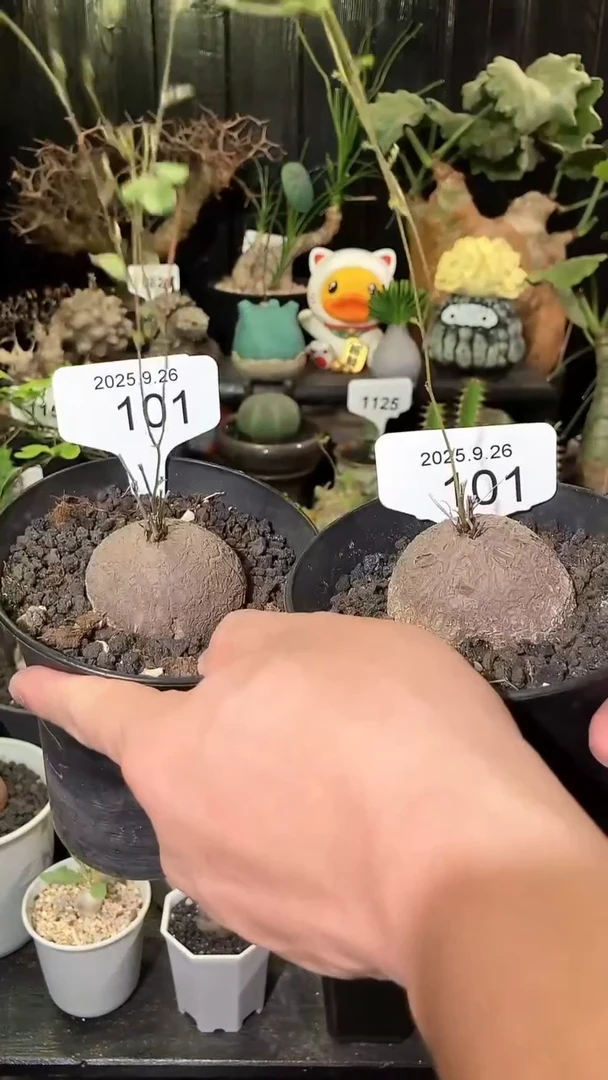 101号926福利南非龟甲龙买1个送1个