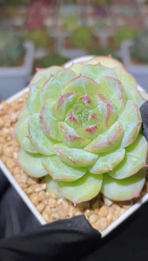 闪购2555 萤石蔷薇多肉一颗