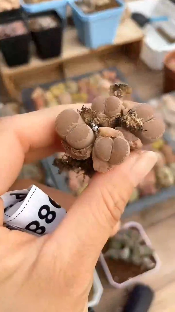 【闪购商品】9999直播一物一拍