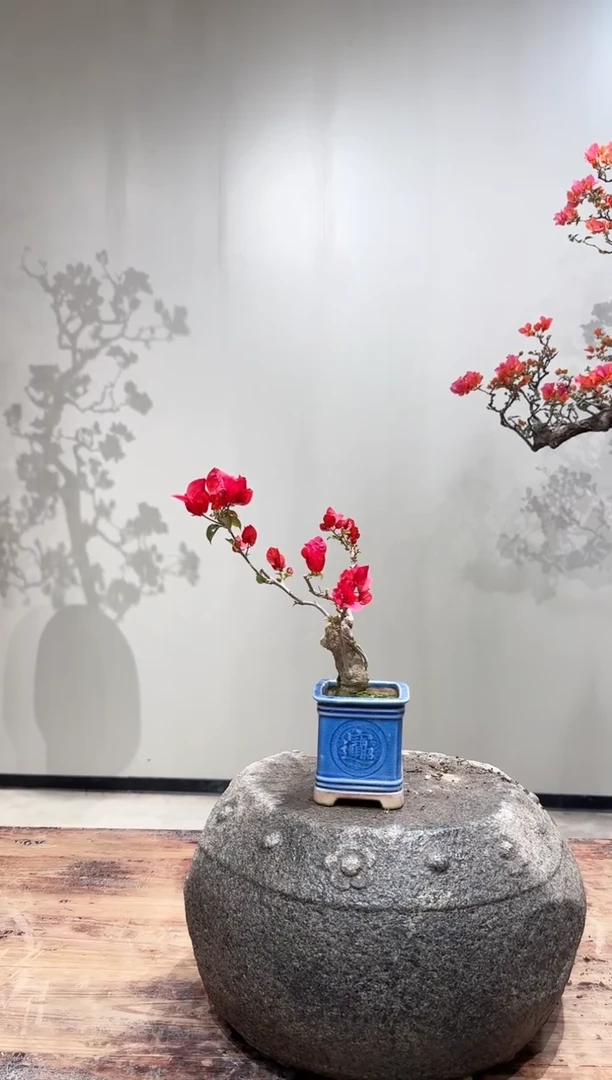 【闪购商品】盆景韩国红