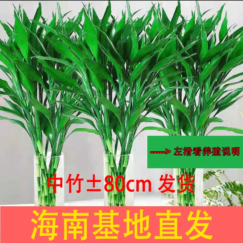 精选富贵竹中竹高档大气正宗水培高端精品爆款植物海南基地发