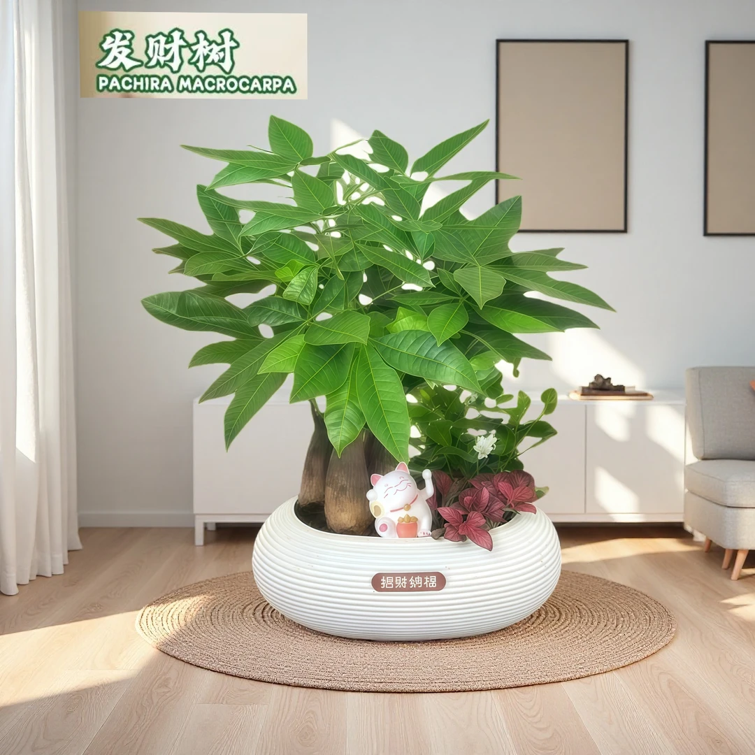 【发财树组合盆栽】绿植九里香（30~40CM）办公桌面盆栽好养常青珊