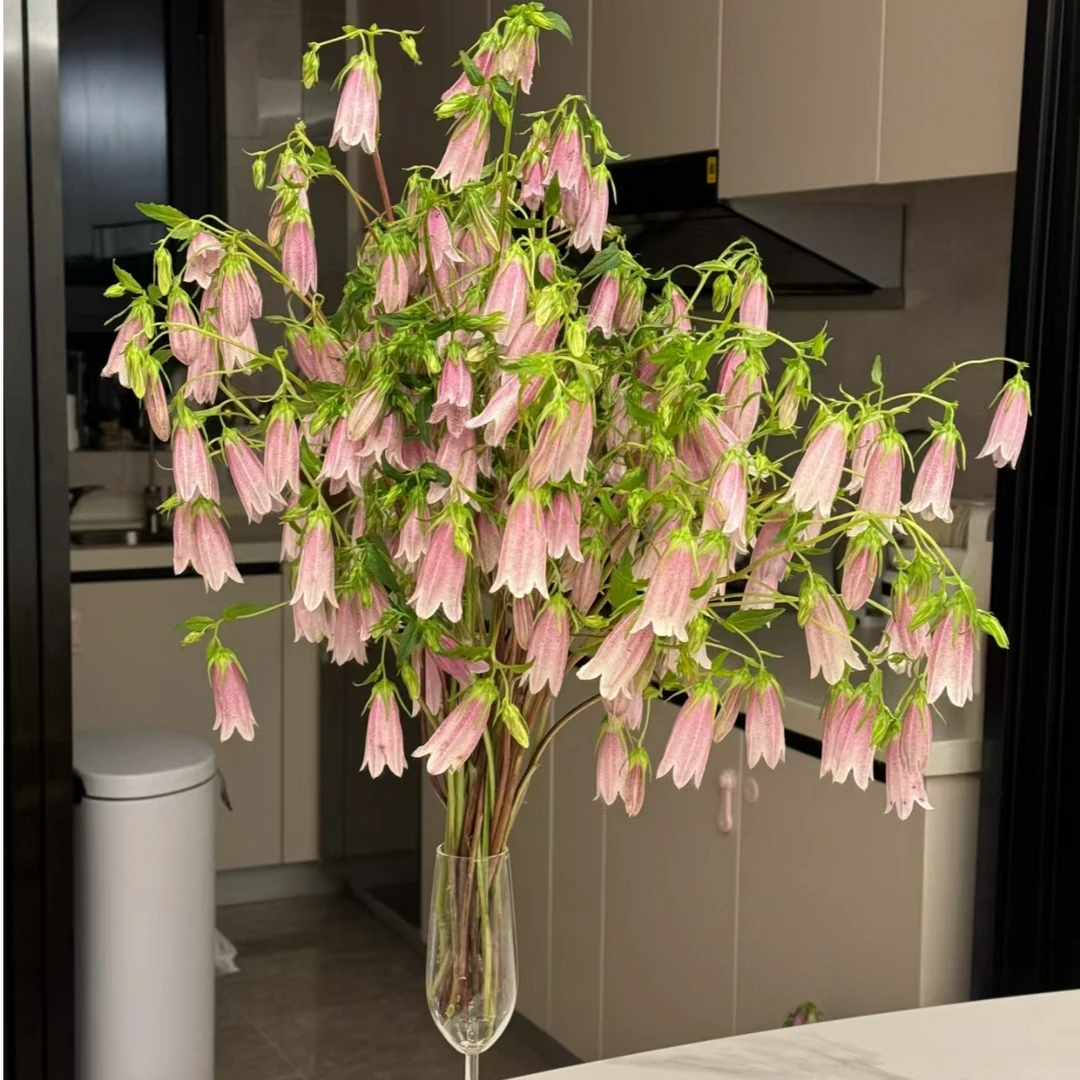 【源头一手价】紫斑铃铛花    风中摇曳 铃儿响叮当 爆花神器 鲜花