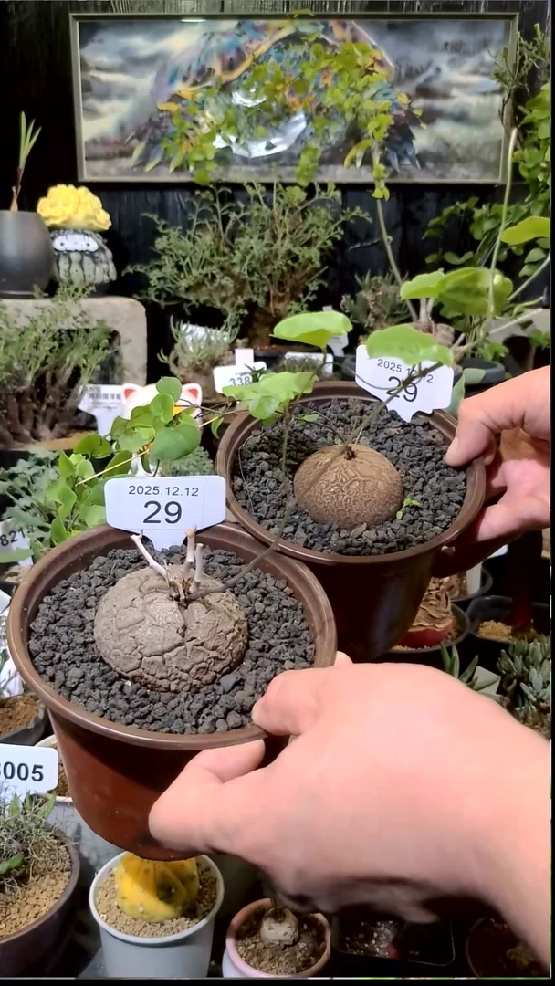 29号1212福利南非龟甲龙买一送一