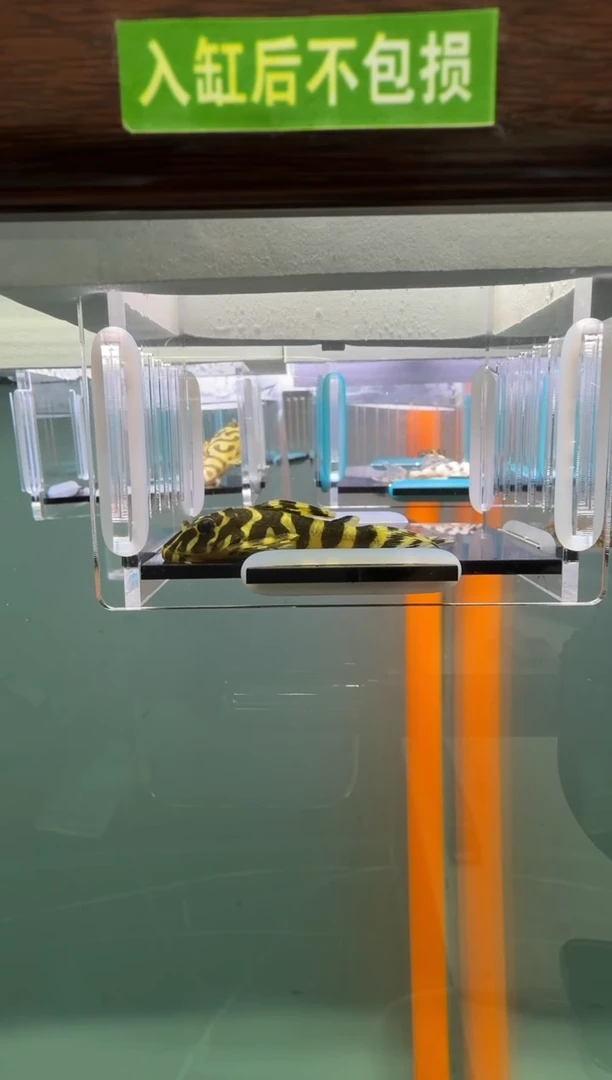 清道夫鱼085号134入缸不包损录制完整开箱视频5.5厘米