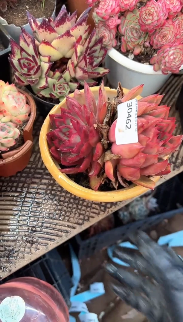 ?**斯多肉植物一物一拍30462