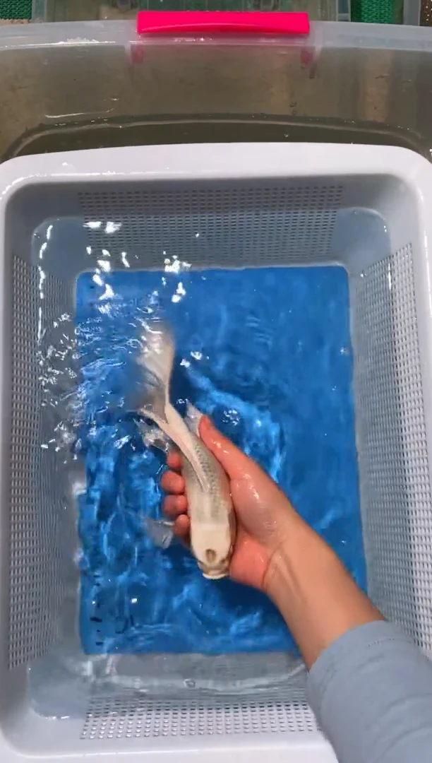 锦鲤锦鲤蝴蝶里包邮