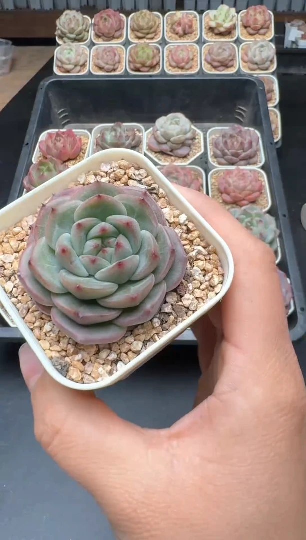 【闪购商品】487A号一物一拍多肉花卉植物拍3颗起发