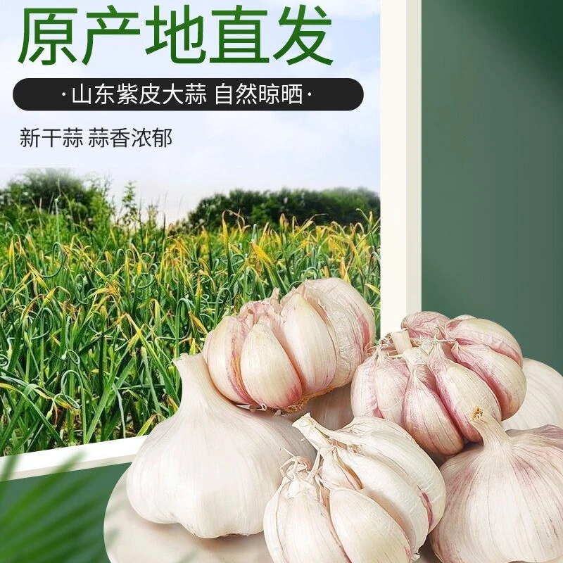 新干蒜紫白皮大蒜头辛辣味提香可吃可种
