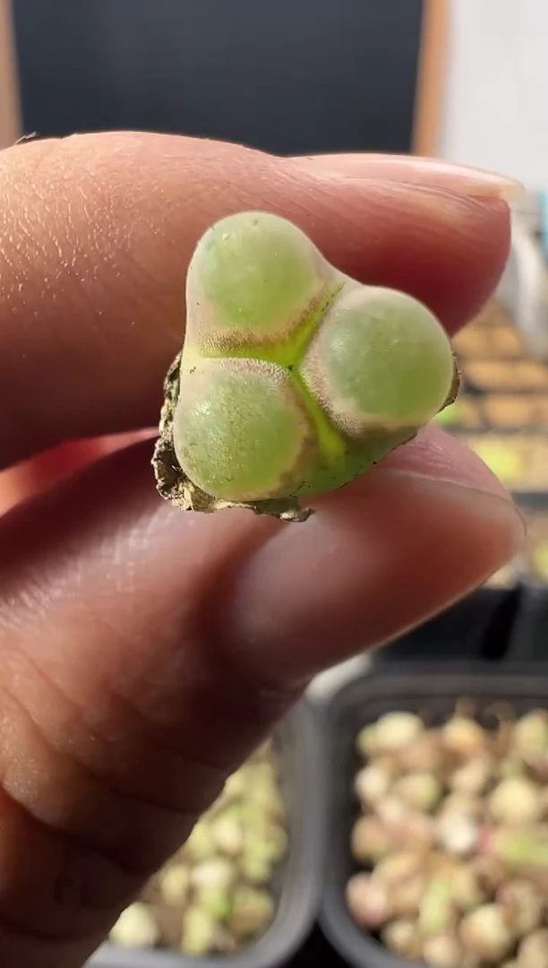 一物一拍            496