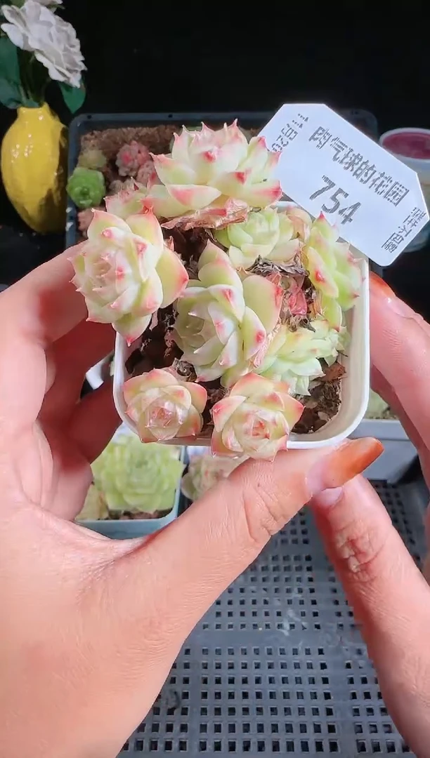 1120-754群生不包整