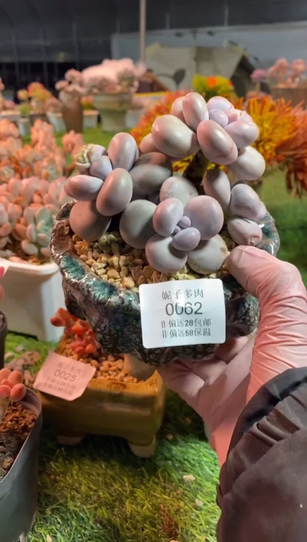 【闪购商品】0062a