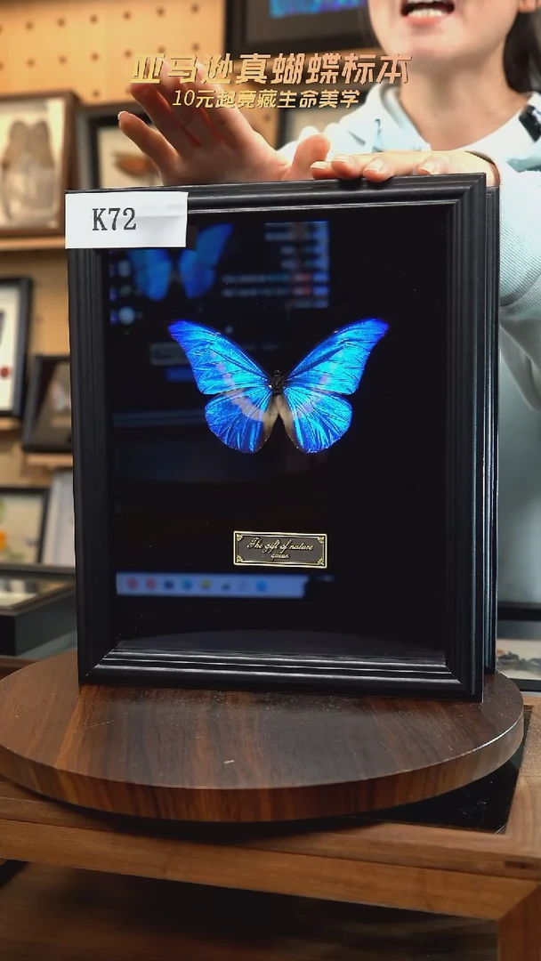 光明女神闪蝶标本