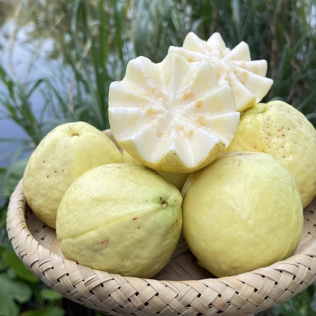 白心奶油芭乐1斤送酸梅粉！