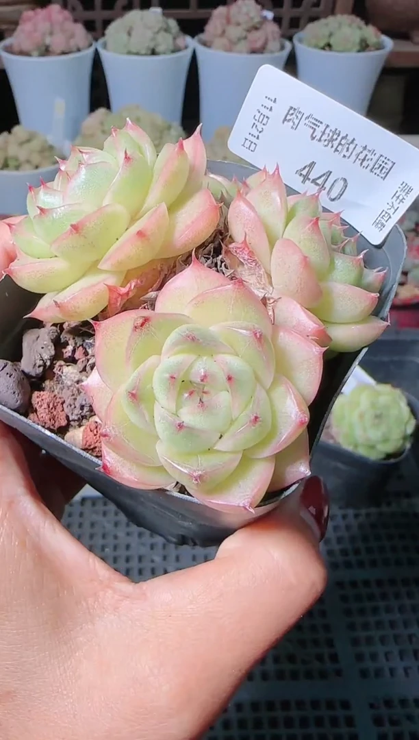 1121-440群生不包整