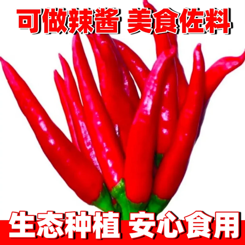 小米椒广东新鲜手工挑选农家自种红辣椒批发指天椒整箱新鲜现摘