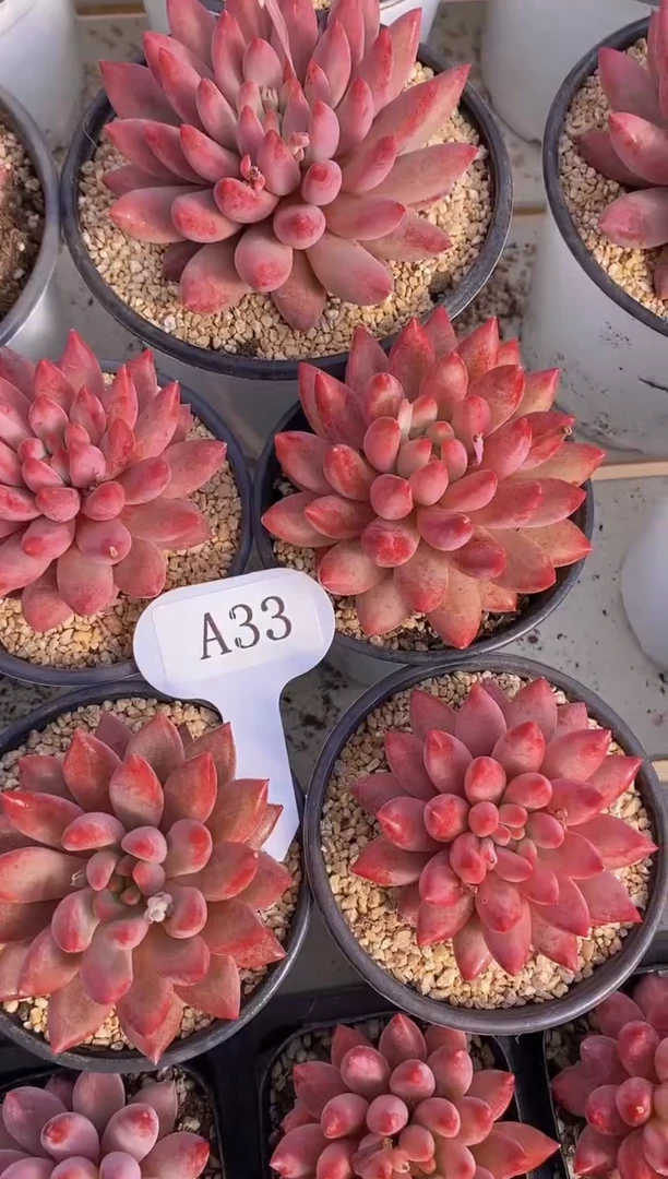 【闪购商品】A33-虞美人脱土发（量拍）