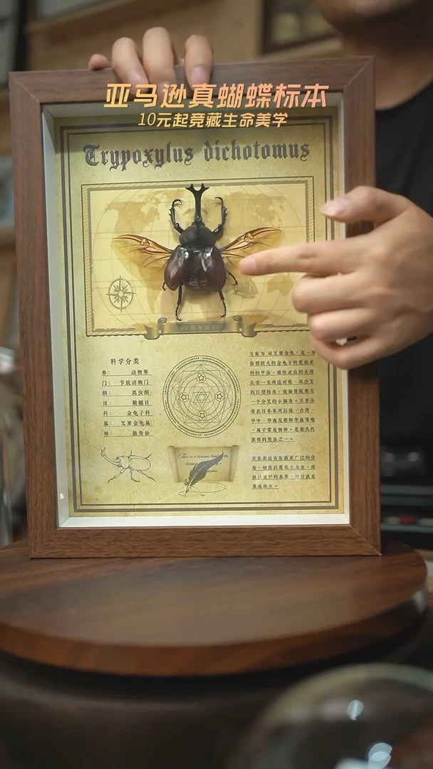 有机玻璃独角仙复古版A4复古框