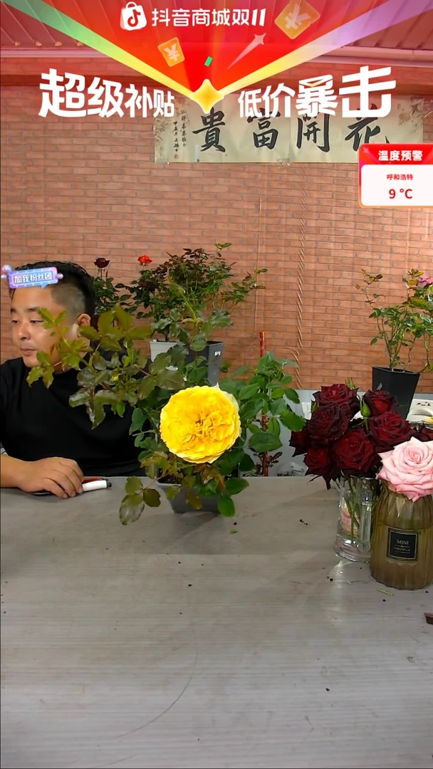 当前无花朵，栽培后可花朵阳光笑容