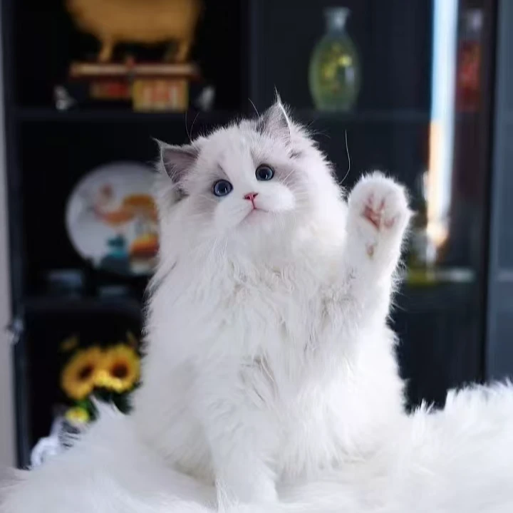 楠楠的猫屋小猫全款链接