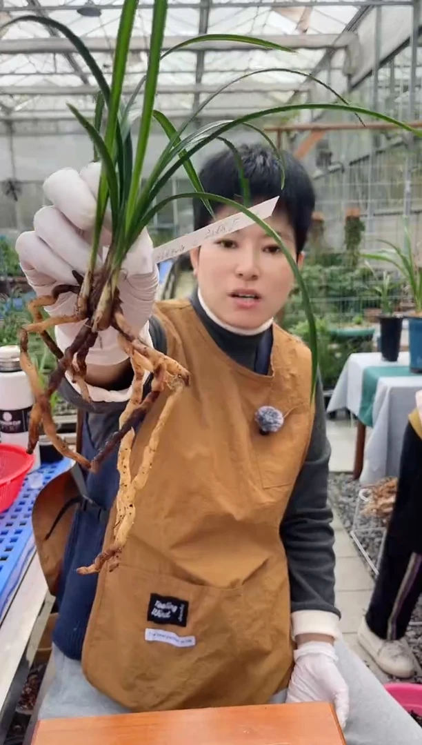 当前无花朵，栽培后可花朵小**师俞氏素荷，，，小胡老师