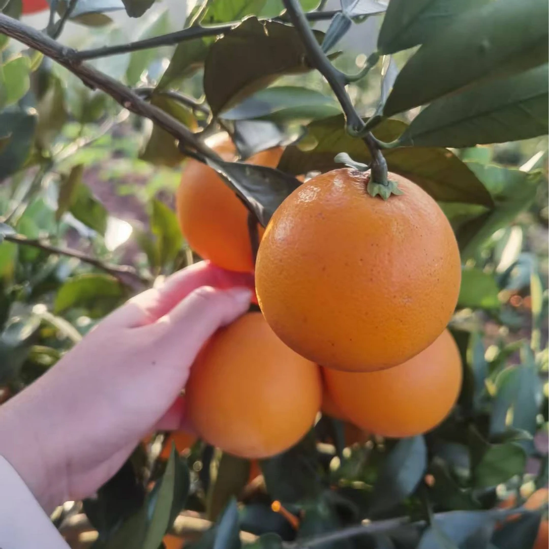 【统货】湖南麻阳冰糖橙-果园现摘（10斤装箱子  净重9.5斤）