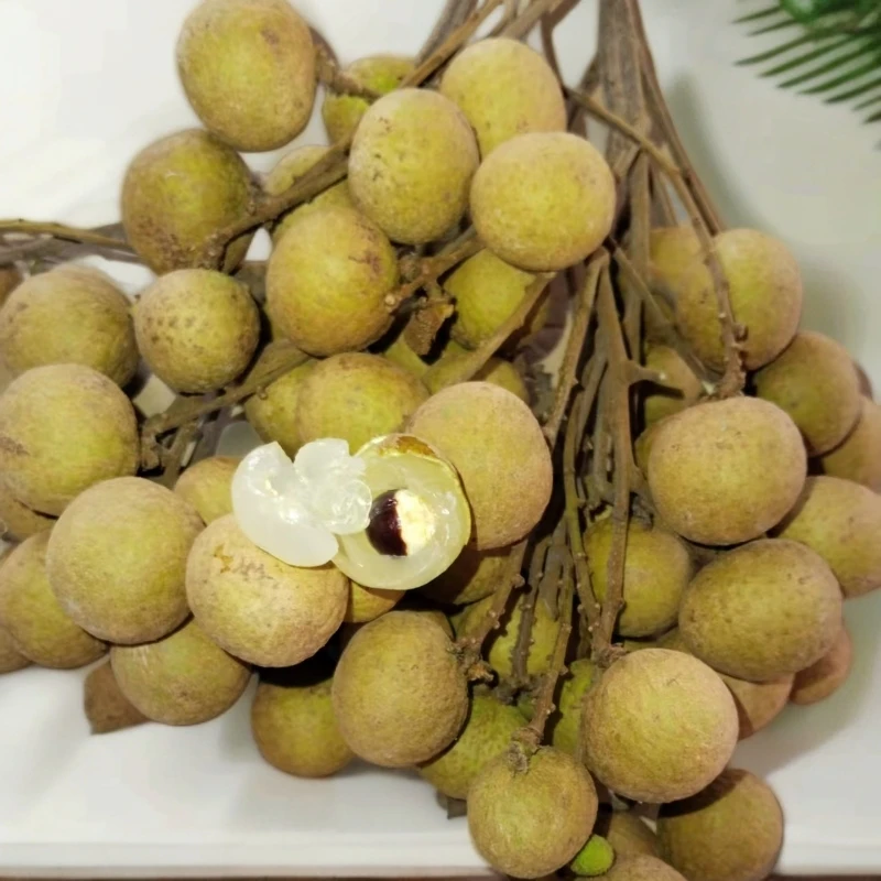 高州新鲜石硖龙眼现摘现发脆甜可口当季水果