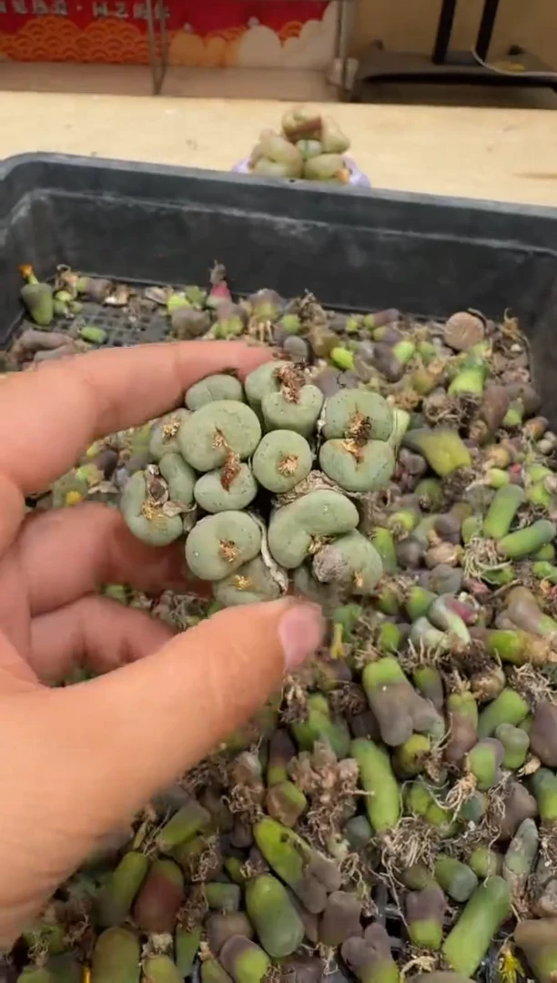 6-59多肉植物肉锥