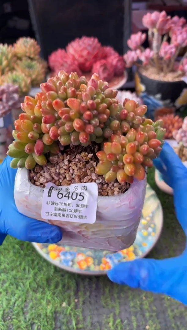 昆明印象多肉6405