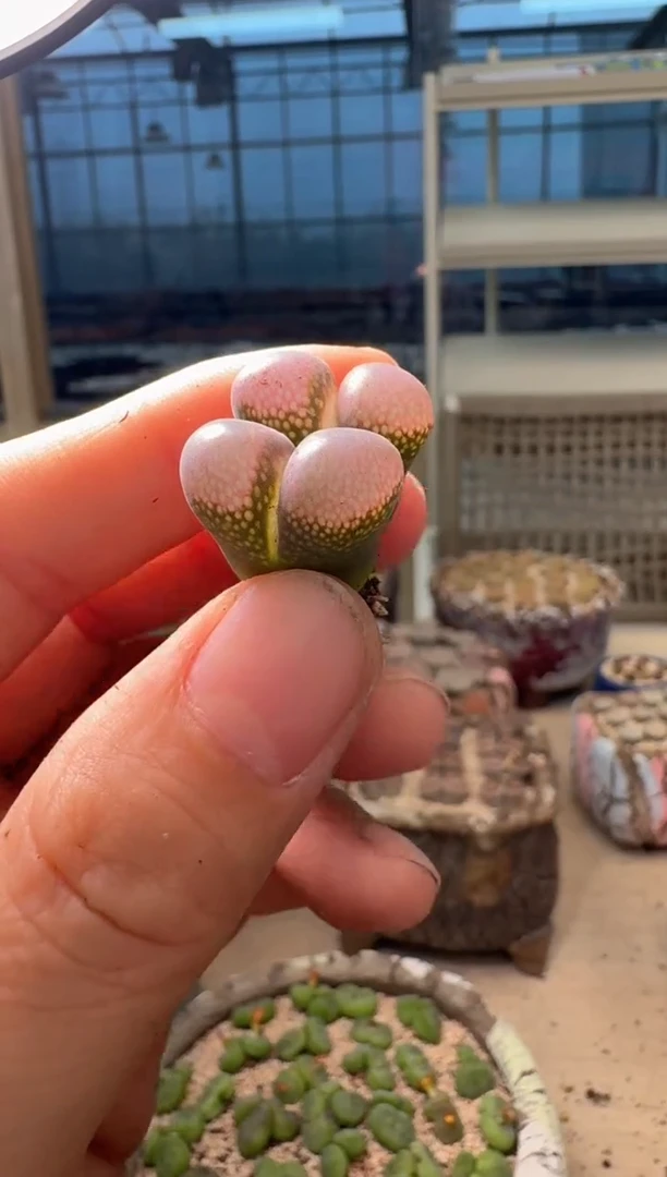 ?***色9-460多肉植物肉锥