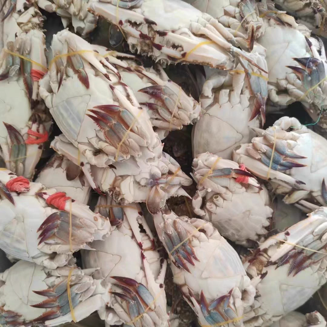 冷冻舟山小娘蟹