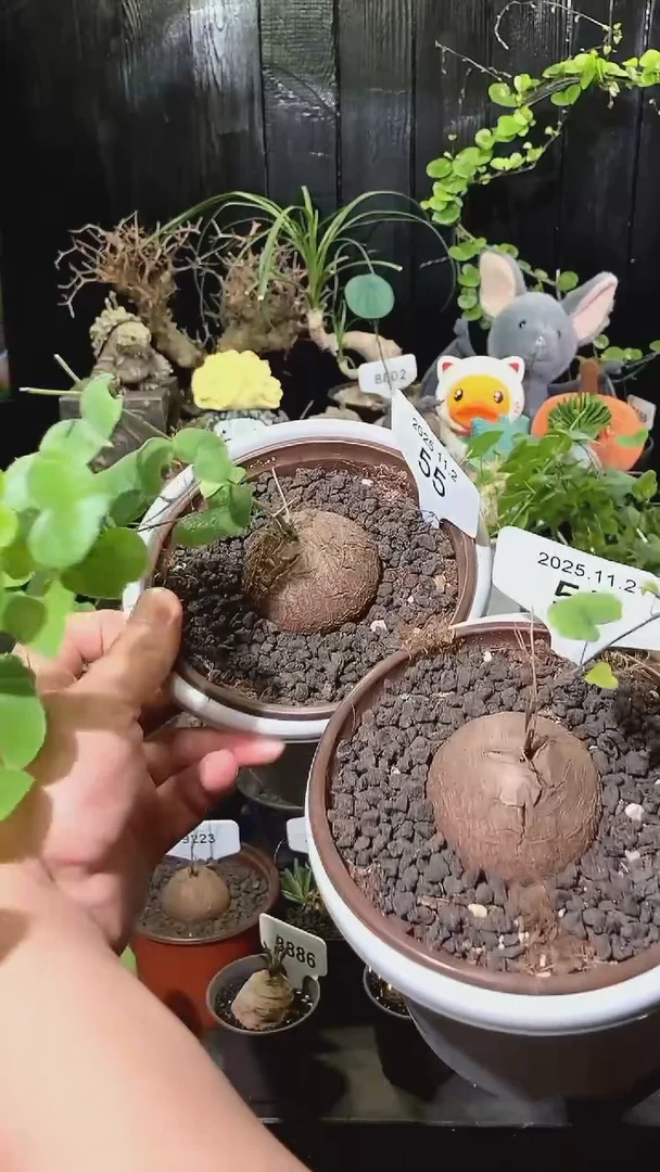 55号1102福利特价南非龟甲龙套餐