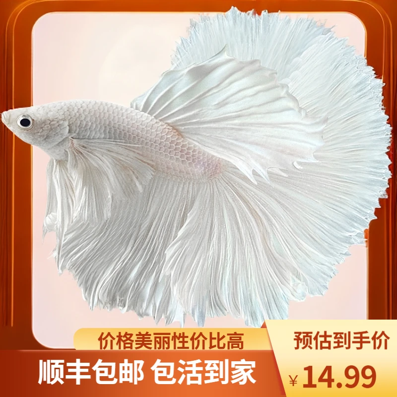 泰国斗鱼观赏鱼苗金鱼热带好养耐活小型鱼缸淡水半月宠物婚纱鱼