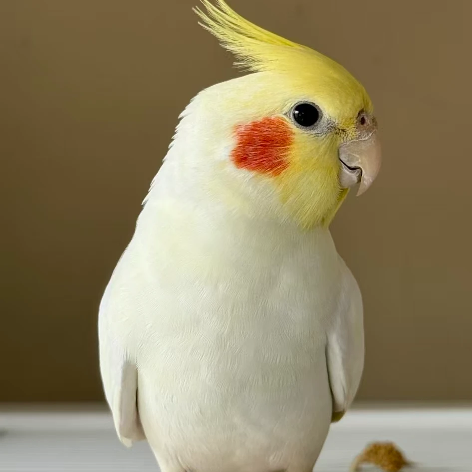 玄凤鹦鹉可上手宠物鸟笼