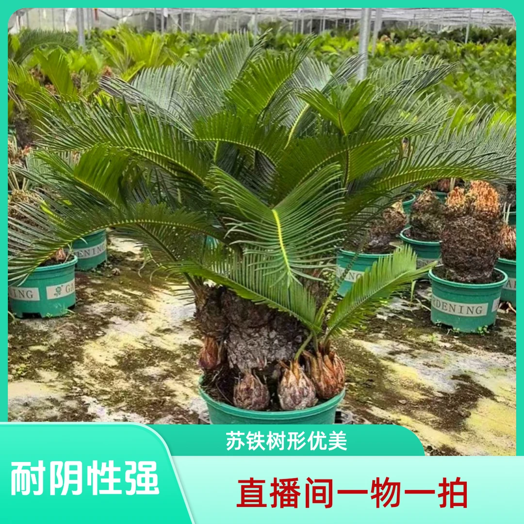 【直播间】多头铁树盆栽绿植基地原盆