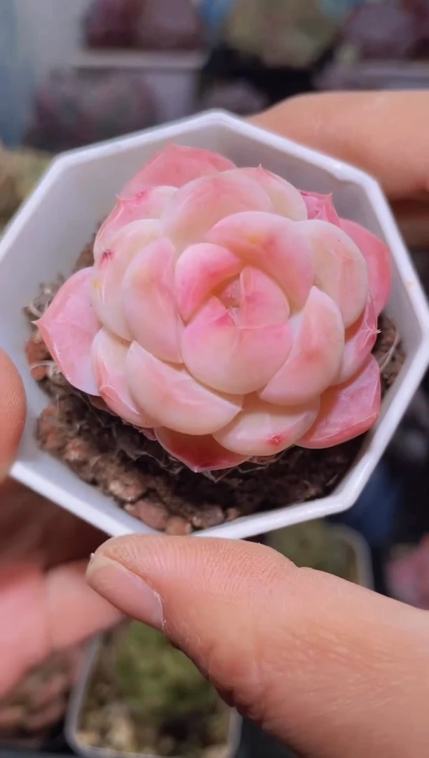 【闪购商品】241蜜桃多肉