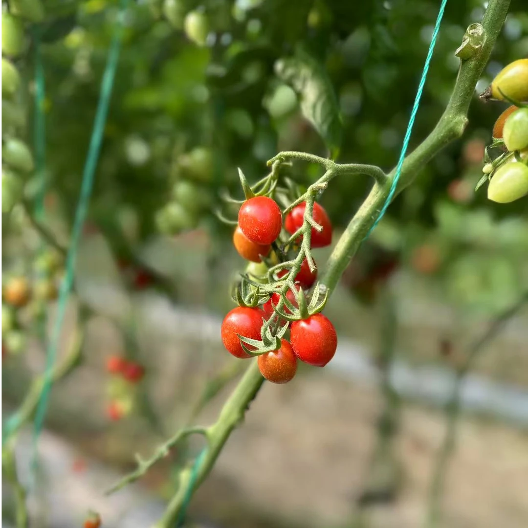山东釜山88小番茄【顺丰】
