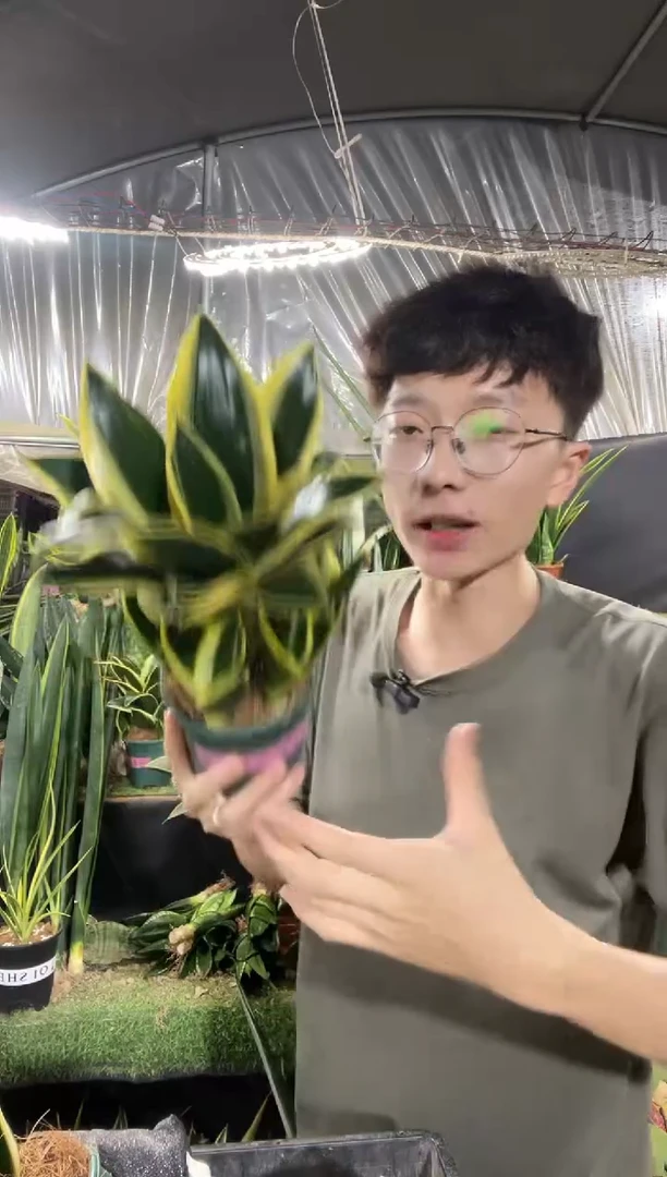 完全开放10厘米宝塔荷花兰带盆土15..8